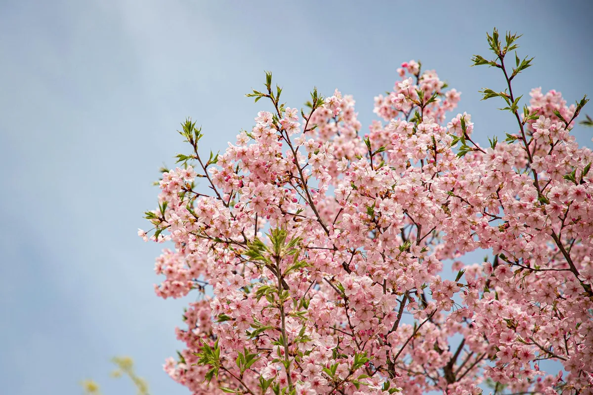Beautiful cherry blossoms in full bloom under a bright blue sky during spring.