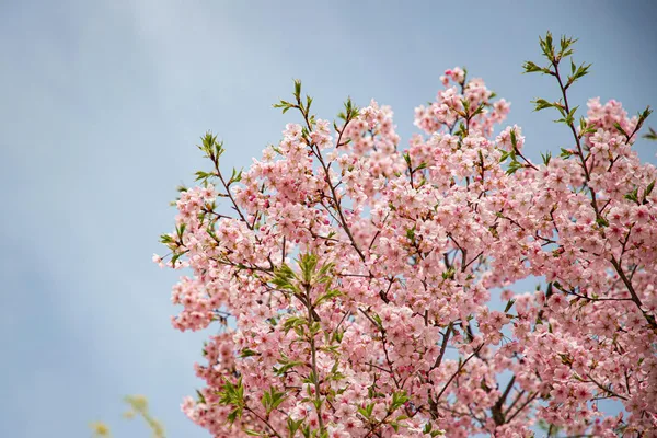 Beautiful cherry blossoms in full bloom under a bright blue sky during spring.