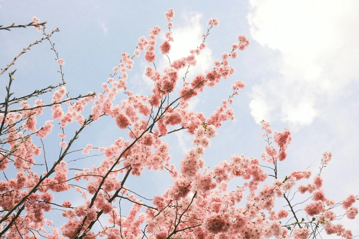Ciliegi in fiore con cielo blu, simbolo di bellezza primaverile