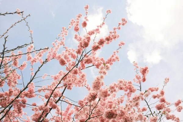 Kirschblüten in voller Blüte vor blauem Himmel als Symbol der Frühlingsschönheit