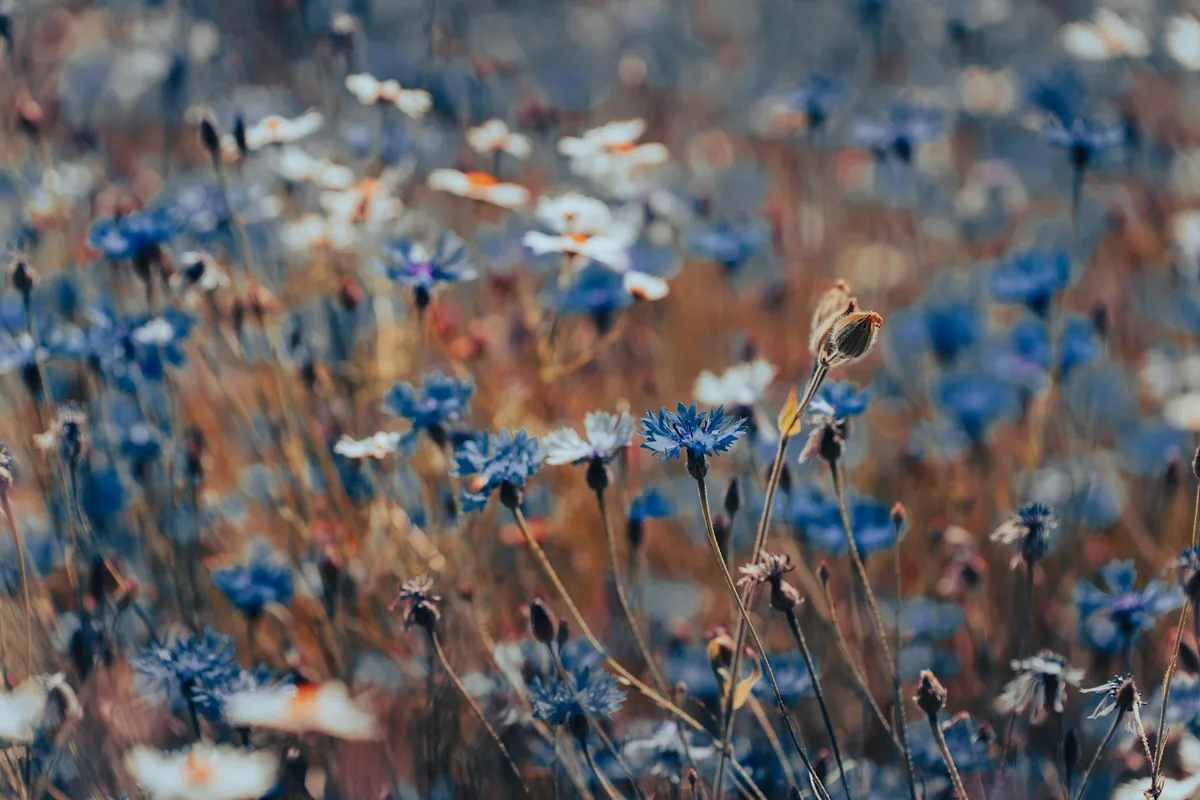 Primo piano di un campo di fiordalisi in fiore con colori vivaci della natura