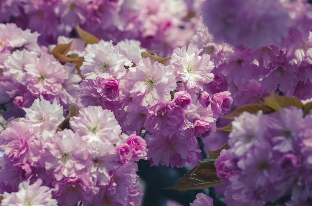 Rosa Kirschblüten in voller Blüte für Frühlingsdesigns mit Naturfarben