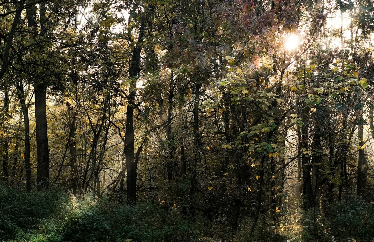 Luce solare tra alberi fitti in autunno, paesaggio sereno e naturale