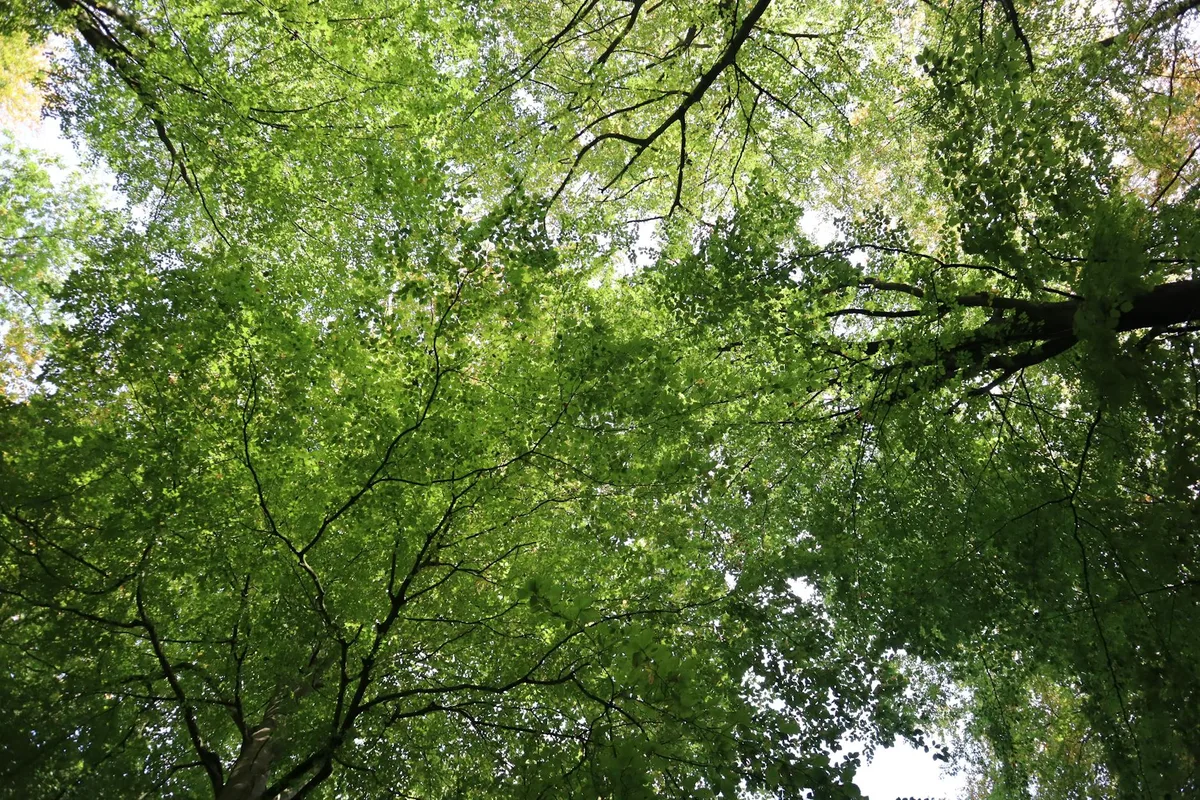Chioma di alberi verdi nella foresta di Vejle in una giornata di sole