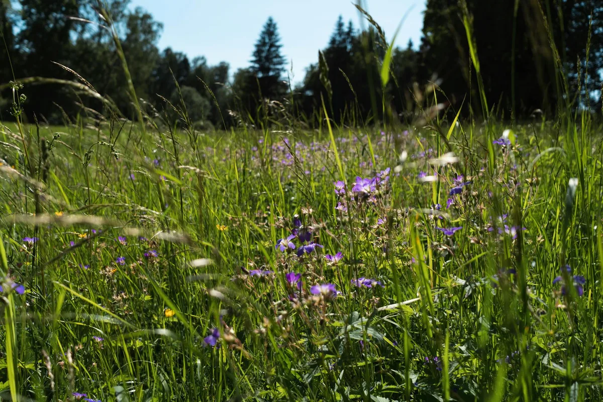 Fiori viola che sbocciano in un rigoglioso prato soleggiato vicino a un bosco in estate