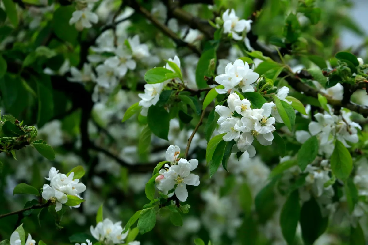 Beautiful white apple blossoms with green leaves in springtime.
