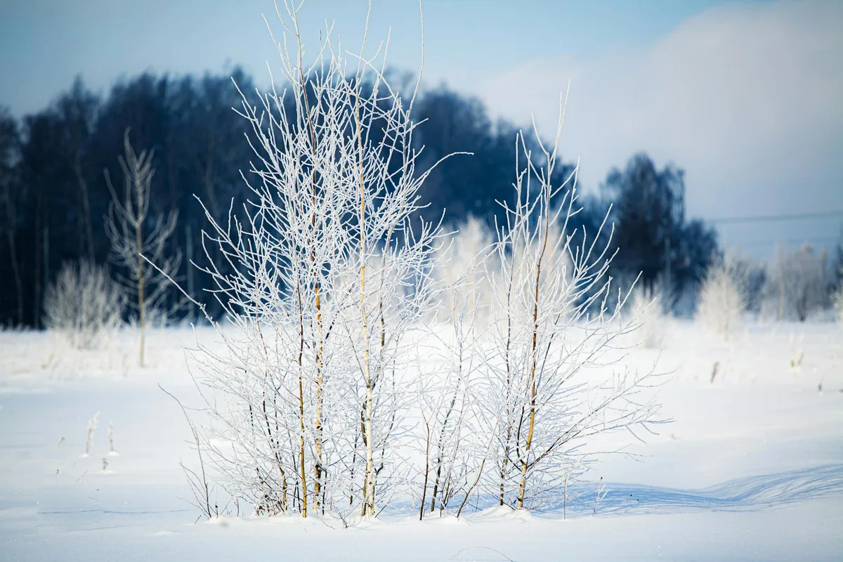 Paesaggio invernale con alberi spogli e brinati in un campo innevato