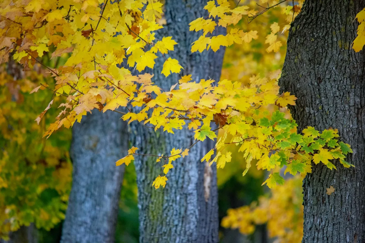 Gelbe Herbstblätter an Baumzweigen im Ingolstädter Park
