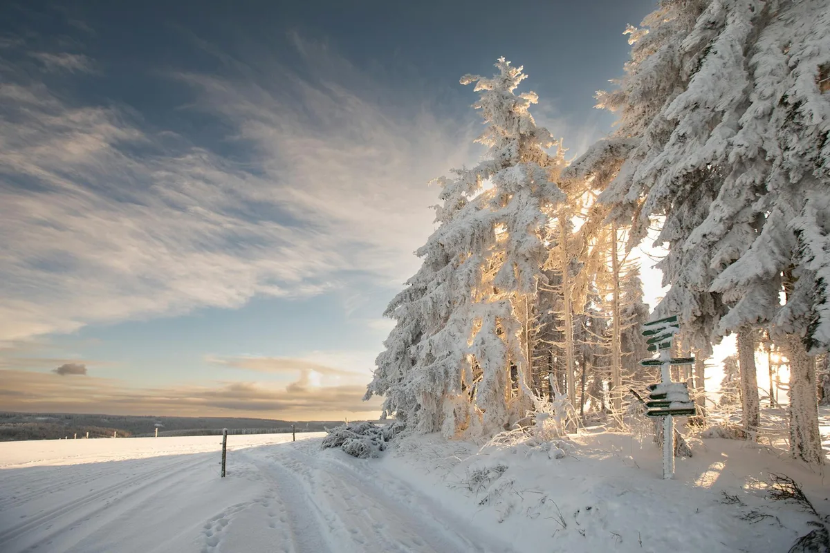 Alberi innevati e cielo vibrante in un paesaggio invernale mozzafiato