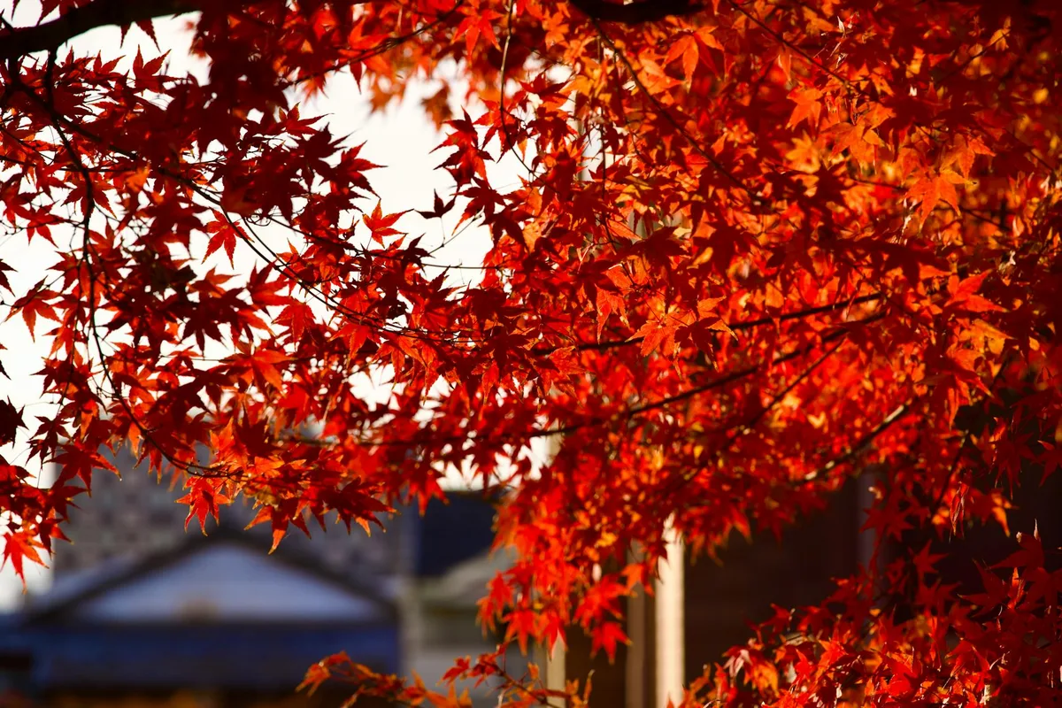 Foglie autunnali rosso vivo illuminate controluce dal sole