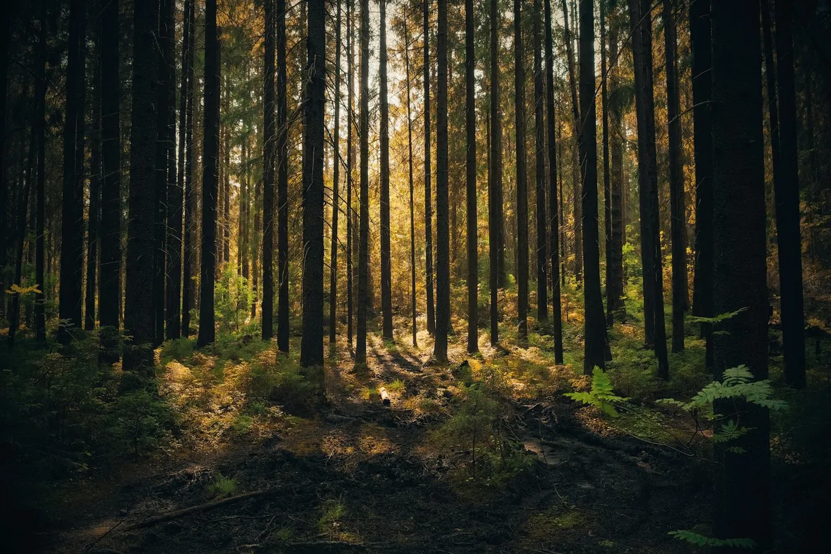 Foresta calma con raggi di sole che filtrano tra alberi alti
