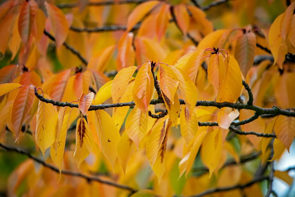 Folhas de outono cativantes exibindo cores vibrantes em um galho de árvore em Ingolstadt, Baviera, Alemanha.