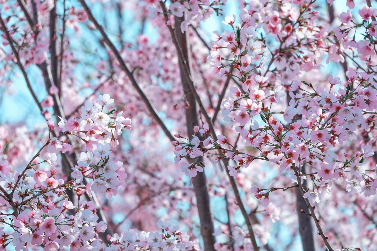 Kirschblüten in voller Blüte vor blauem Himmel – Frühlingserwachen