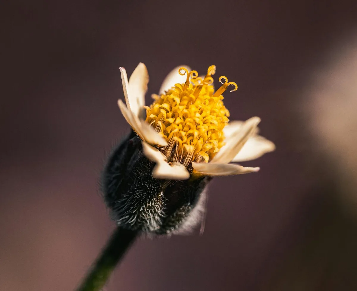 Primo piano macro di margherita Tridax in fiore con petali e stami, Thailandia