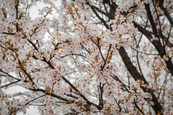 Primo piano di fiori di ciliegio in fiore con petali delicati sui rami