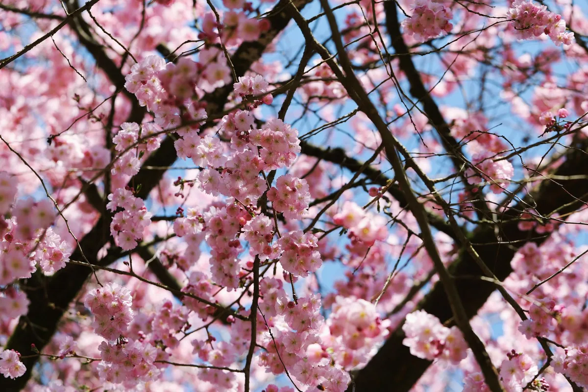 Primo piano di fiori di ciliegio in fiore in una giornata di sole primaverile, parco
