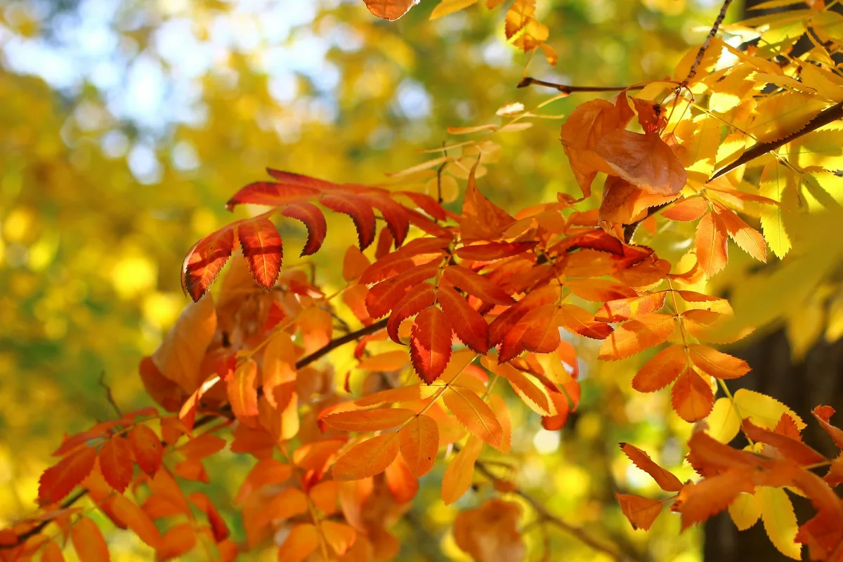 Gros plan de feuilles d'automne colorées sous une lumière vive, essence de l'automne