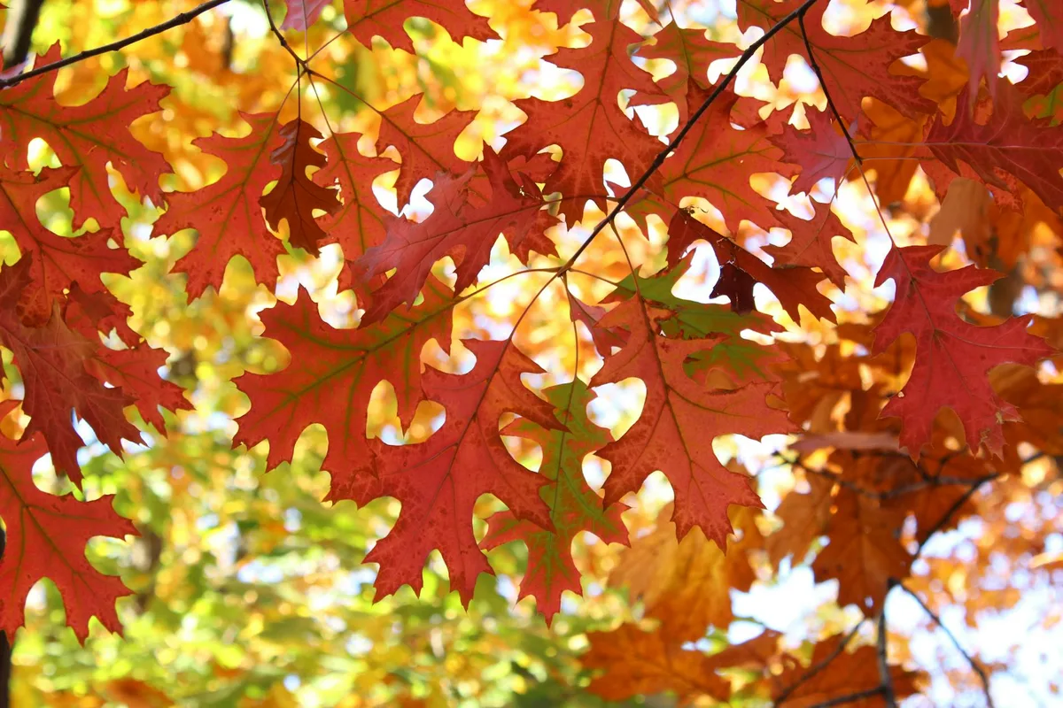 Nahaufnahme bunter Herbstblätter mit leuchtenden Herbstfarben in New York