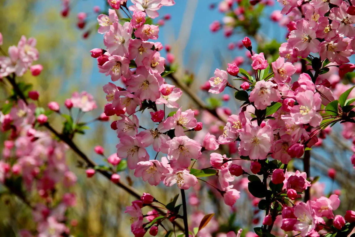 Close-up de cerejeiras rosas em flor contra céu azul em Xangai, China