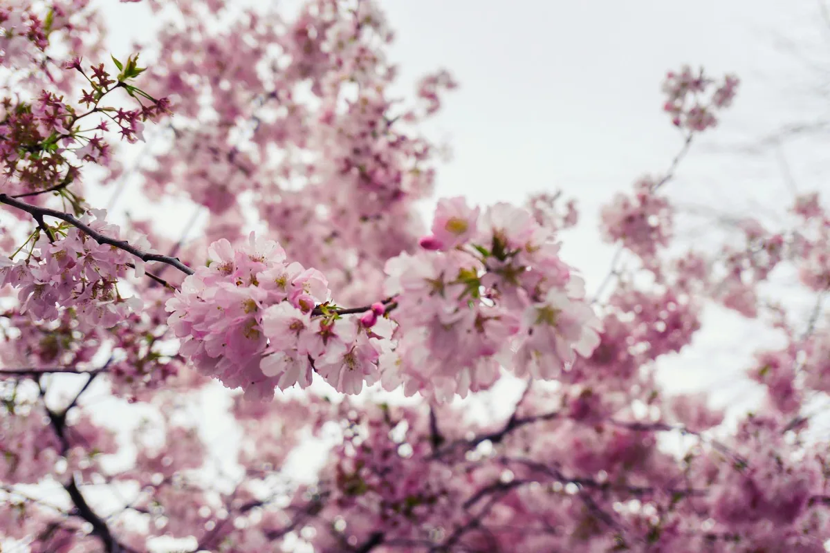 Primo piano di vivaci fiori di ciliegio in primavera, che mostrano la bellezza della natura