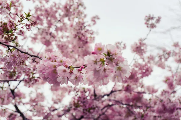 Nahaufnahme von lebhaften Kirschblüten im Frühling, die die Schönheit der Natur zeigt