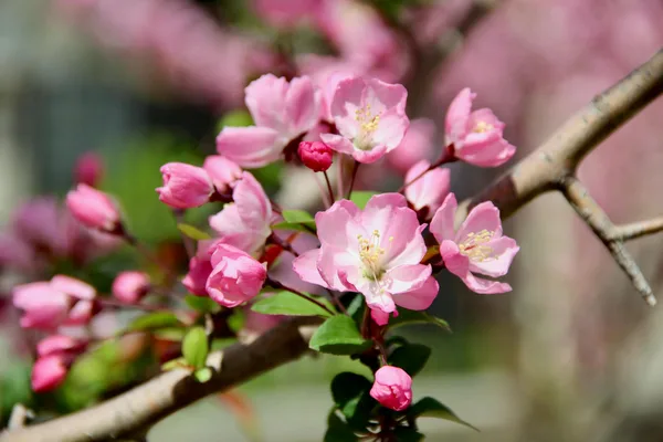 Close-up of vibrant pink cherry blossoms in full bloom during springtime in Shanghai, China.
