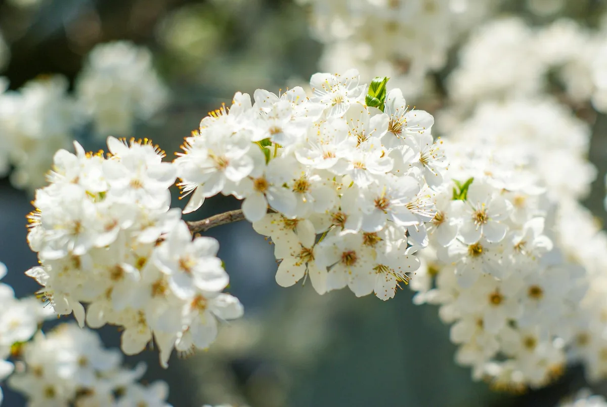 Primo piano di vivaci fiori di ciliegio bianchi in piena fioritura sotto la luce del sole