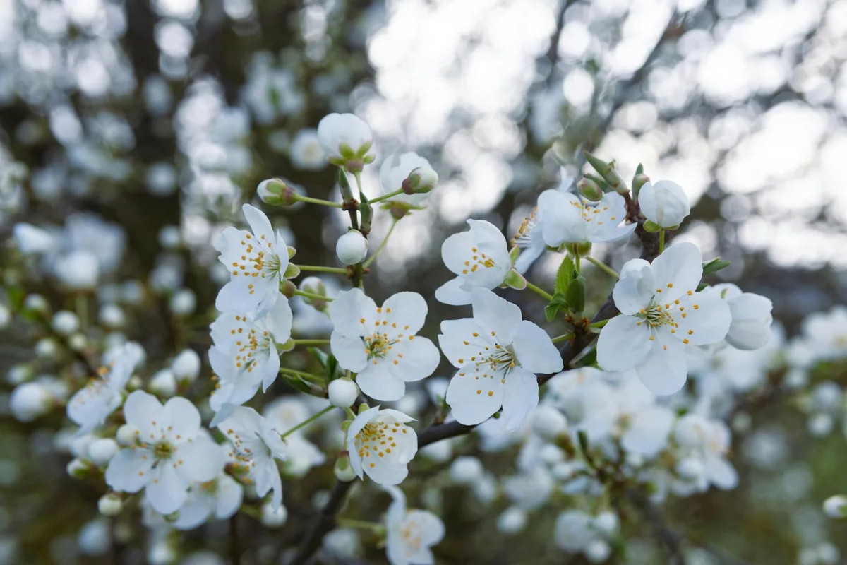 Primo piano di fiori di ciliegio bianchi in piena fioritura, simbolo di rinnovamento primaverile