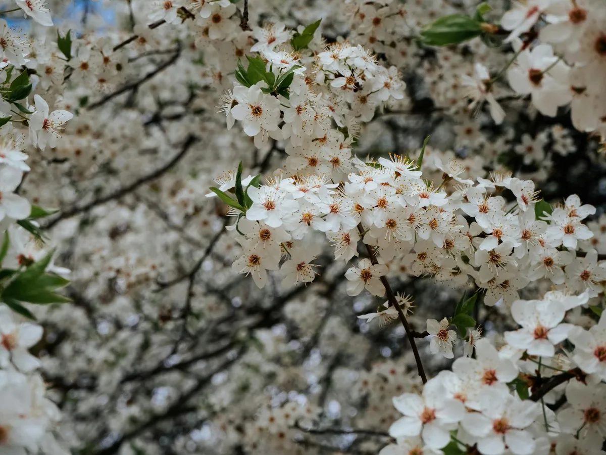 Primo piano di fiori di ciliegio bianchi in primavera, che esaltano bellezza e rinnovamento naturale