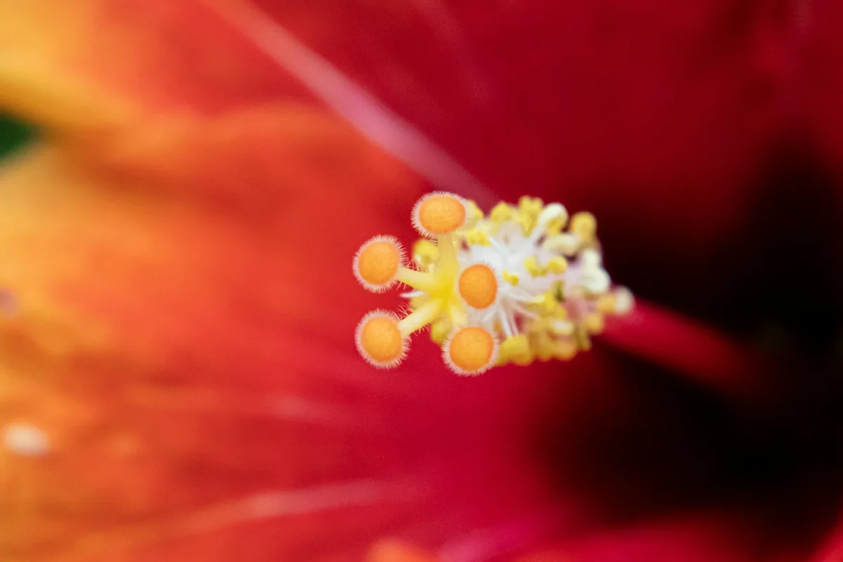 Nahaufnahme eines leuchtend orangen und gelben Hibiskus-Stempels