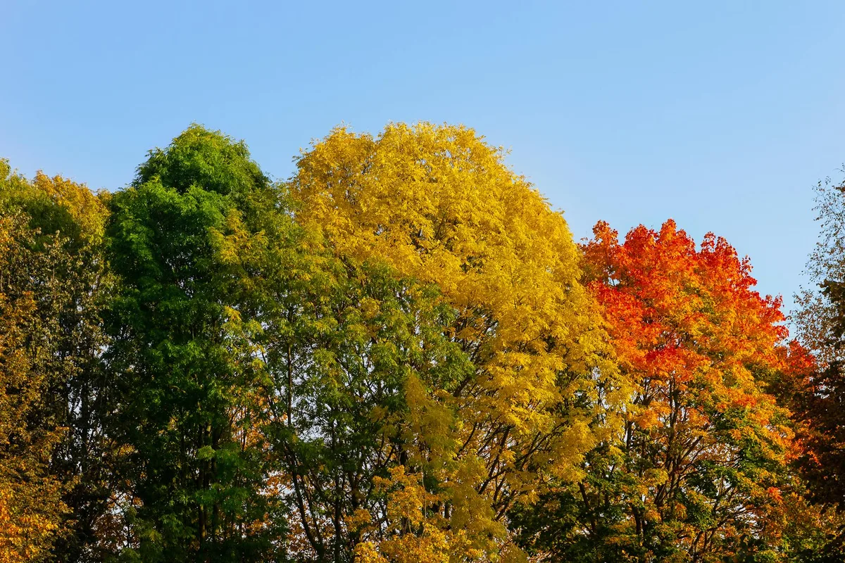 Bunte Herbstbäume mit leuchtenden Blättern unter klarem blauen Himmel