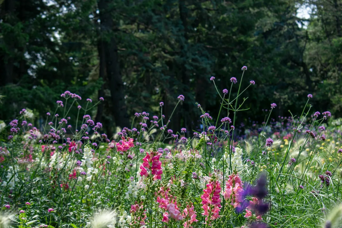 Colorful wildflowers blooming in a Montreal meadow on a sunny day.