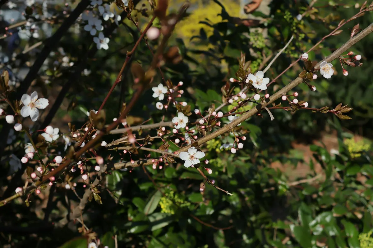 Zarte Kirschblüten im Berliner Garten während des Frühlings