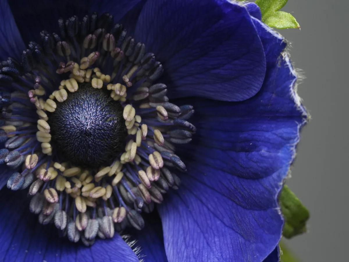 Imagem macro detalhada das pétalas azuis vibrantes de uma flor Anêmona com textura intrincada.