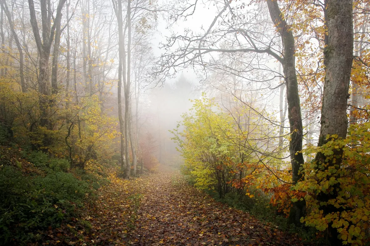 Verzauberter nebliger Waldweg im Herbst mit bunten Blättern
