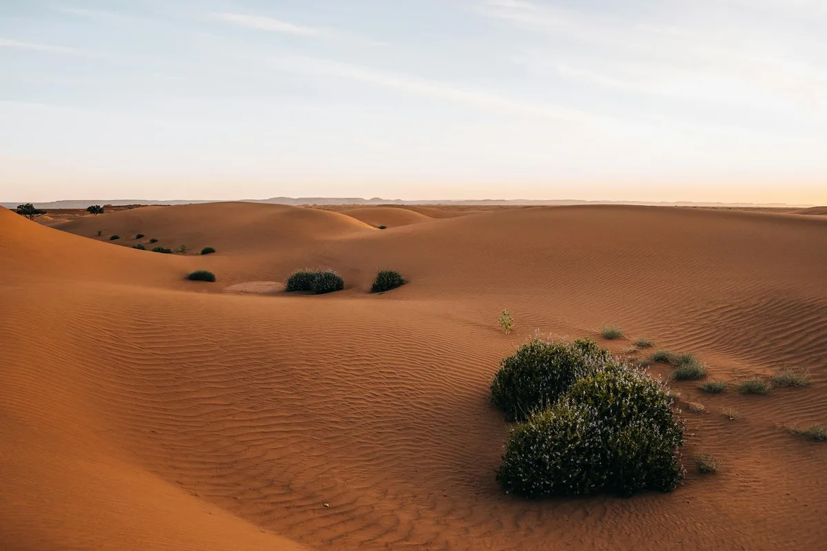 Dune infinite e arbusti sparsi nel Sahara marocchino al tramonto
