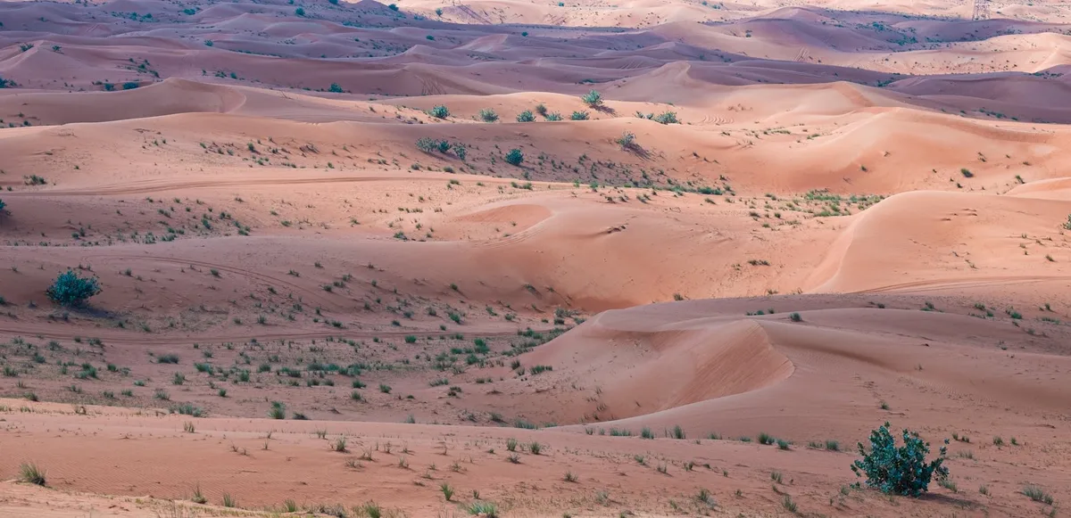Weite Sanddünen und spärliche Vegetation unter weichem Licht