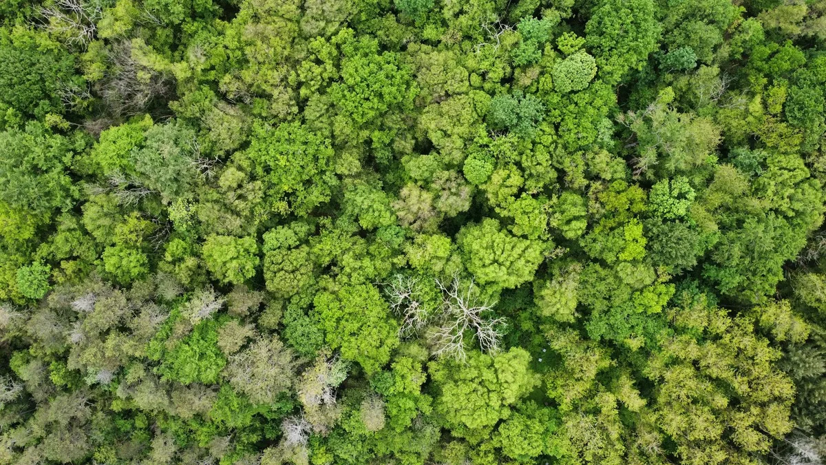 Dichtes Baumkronendach von oben in einem üppig grünen französischen Wald