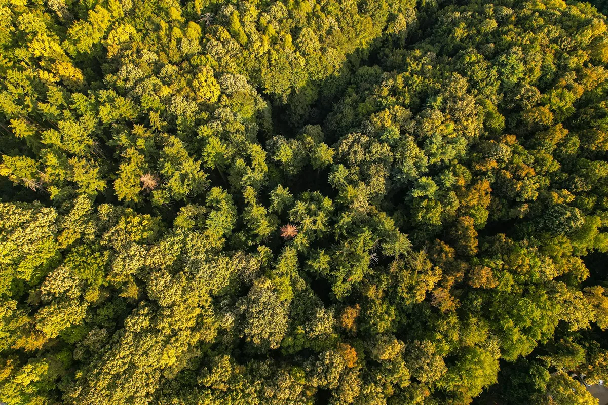 Lebendiges Waldblätterdach aus der Luft – Farbpalette