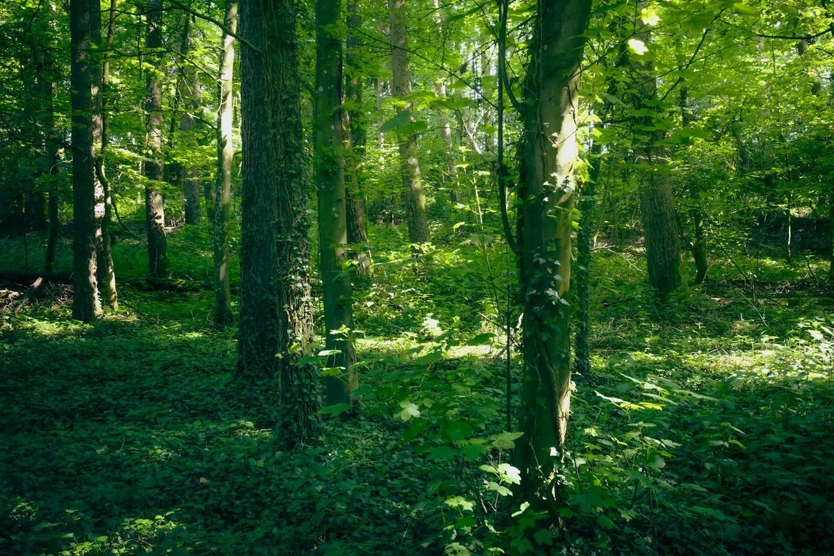 Foresta lussureggiante di Aubange con foglie verdi, palette cromatica misteriosa