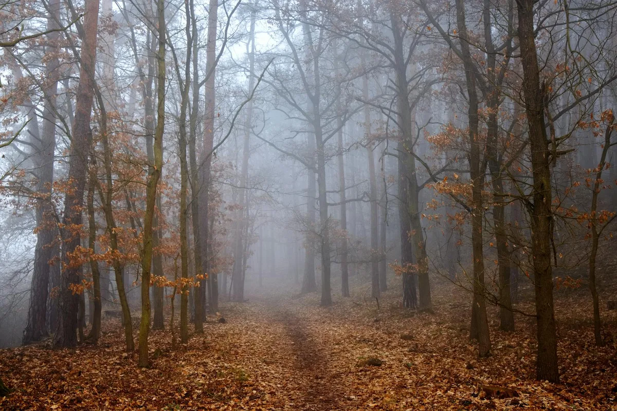 Nebliger Waldpfad mit verstreuten Blättern – Farbpalette