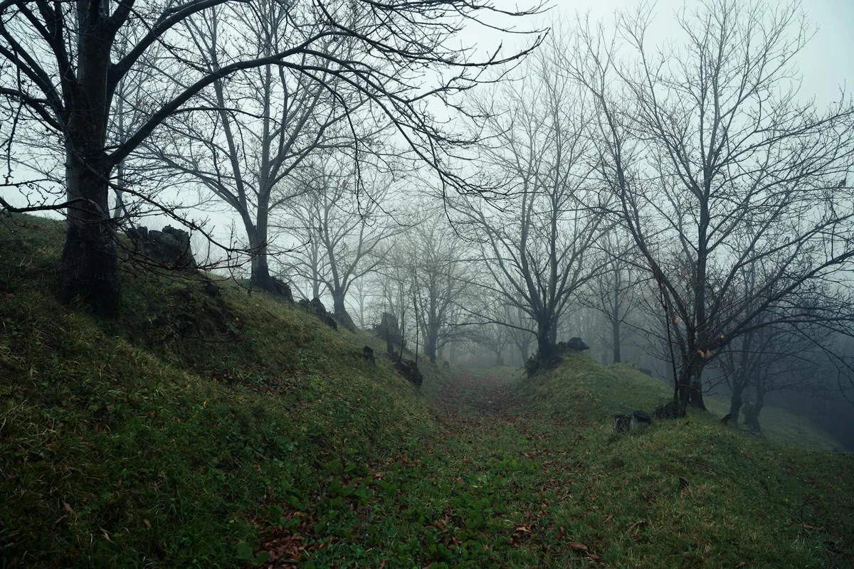 Nebliger Waldweg mit kahlen Winterbäumen in ruhiger Atmosphäre