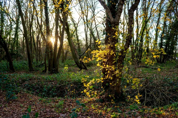 Goldenes Herbstlicht erleuchtet dichten Wald in Harlow, England