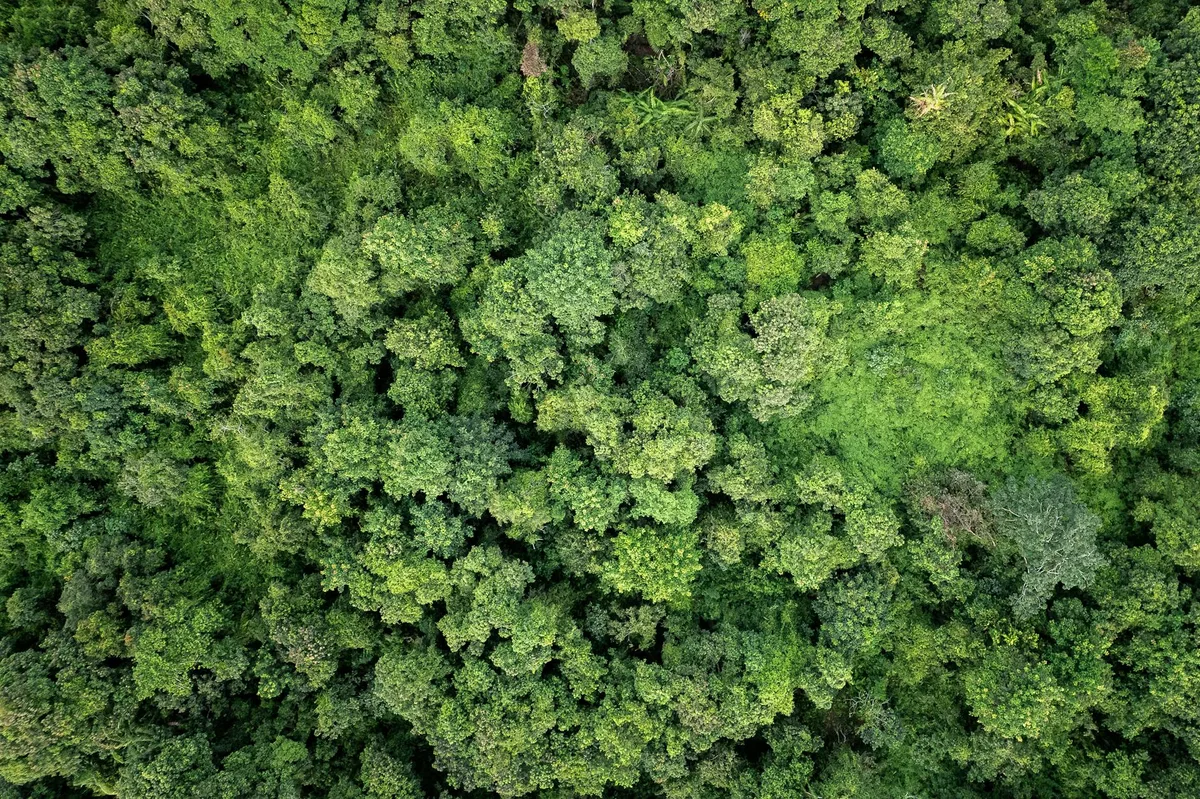 Vista aerea zenitale di foresta verde lussureggiante con fitta chioma estiva