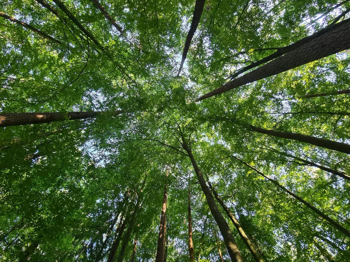 Chioma verde rigogliosa in una foresta serena, catturando la tranquillità della natura