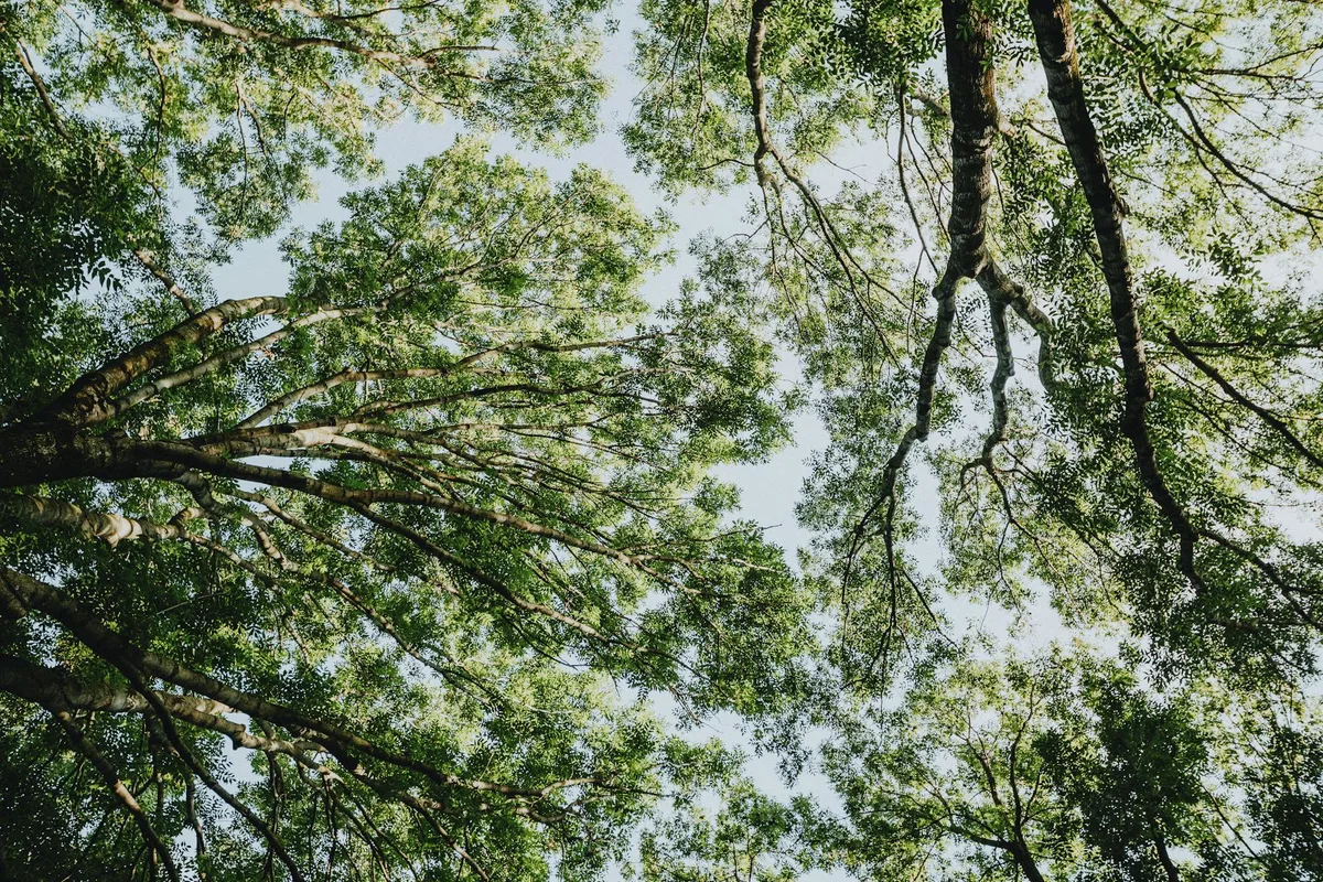 Blick ins lebendige Blätterdach gegen den klaren Himmel, das die Schönheit der Natur symbolisiert