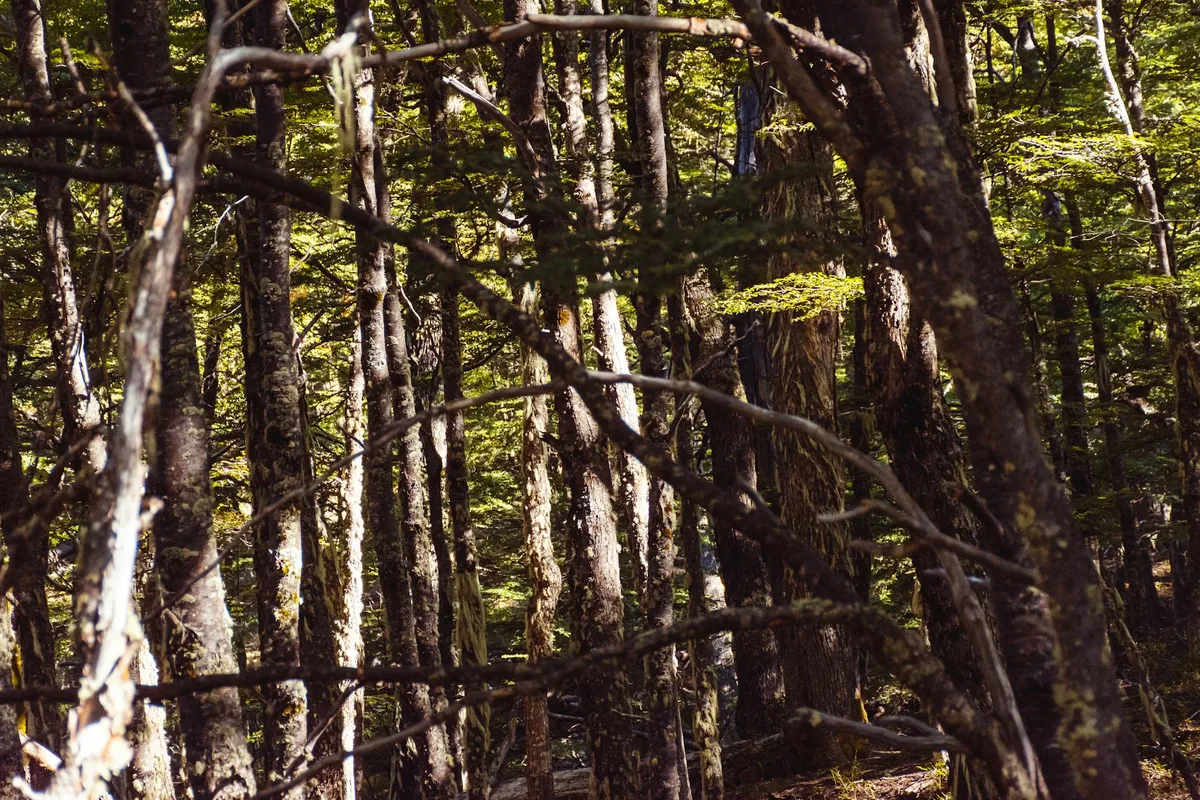 Foresta con luce solare che filtra tra rami intricati e vegetazione densa