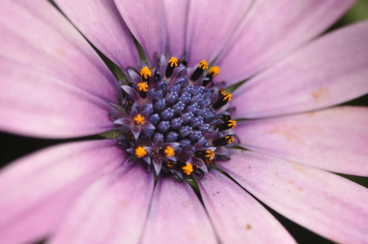 Macrofotografia di una margherita viola vibrante con dettagli di petali e stame
