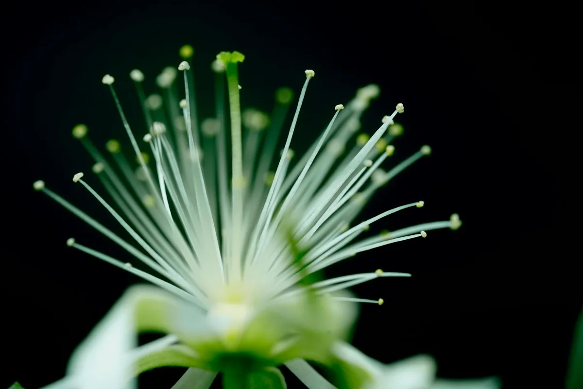 Macrofotografia di un fiore di Clematis Brevicaudata su sfondo scuro con struttura delicata