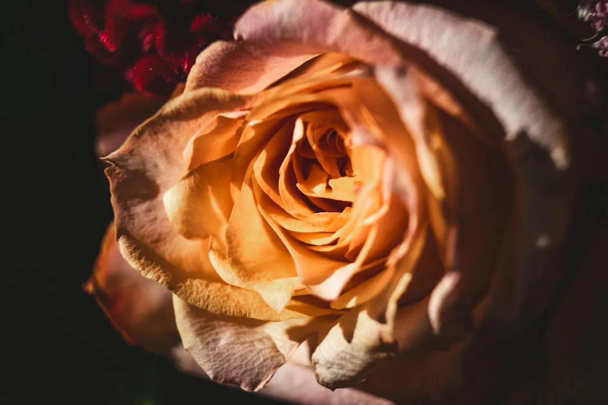 Macrofotografia di una singola rosa gialla con petali delicati illuminati da luce soffusa
